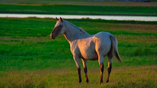 17 Horse Breeds That Bond With One Owner for Life and Never Truly Adjust to Anyone Else