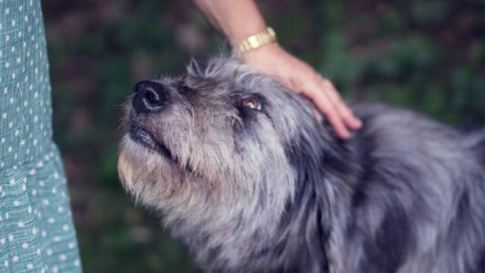 14 Quiet Signs Your Dog Is Getting Ready to Say Goodbye &ndash; Most Owners Miss Them Completely