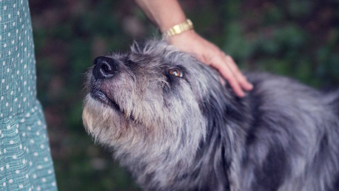 14 Quiet Signs Your Dog Is Getting Ready to Say Goodbye - Most Owners Miss Them Completely