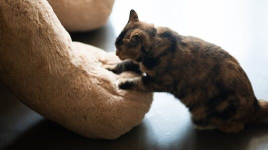 Neuroscience Says Your Cat Kneads You Because It’s Reliving a Comfort Memory From Infancy