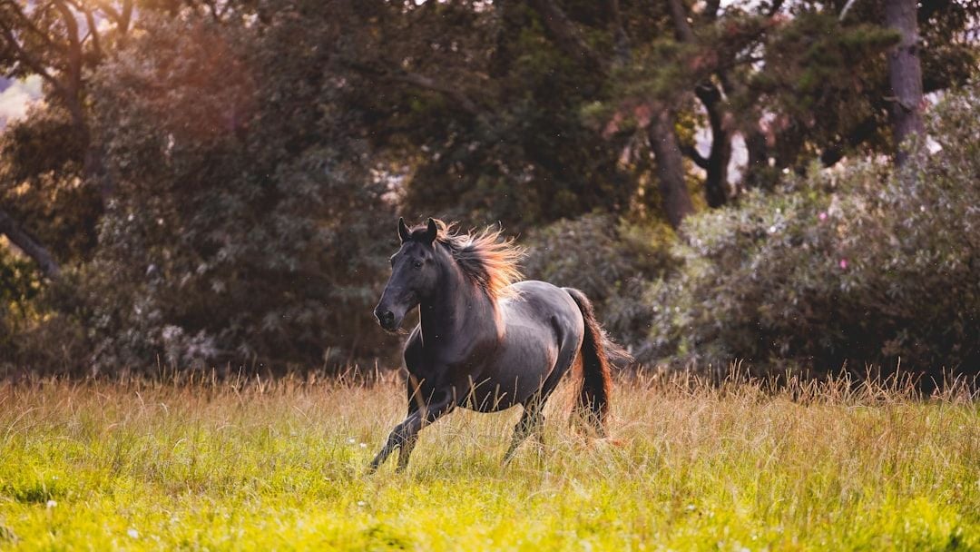 15 Horse Breeds Vets Say Have Become Dangerously Popular With First-Time Owners - And It Never Ends Well