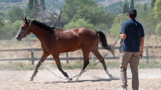 14 Things Riding Instructors Quietly Notice About New Horse Owners Before They Even Saddle Up