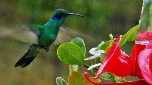 15 Things Backyard Birding Experts Say Will Bring Hummingbirds Back Years After They Stopped Visiting