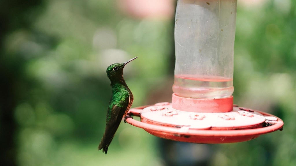 15 Things Backyard Birding Experts Say Will Bring Hummingbirds Back Years After They Stopped Visiting
