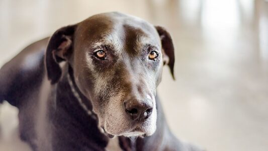 15 Small Things Dogs Do Every Day That Actually Mean They’re Slowing Down Inside