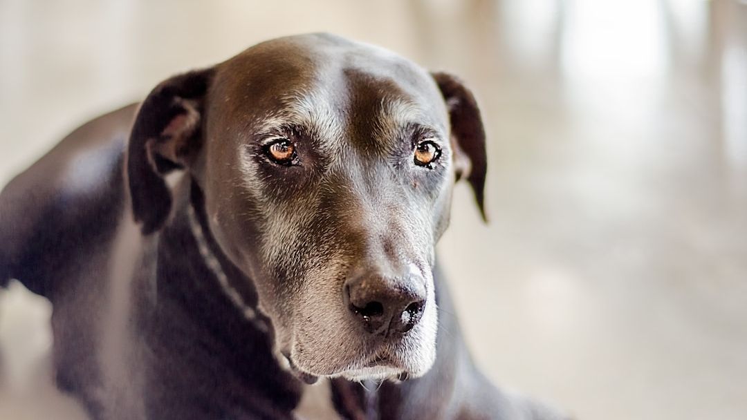 15 Small Things Dogs Do Every Day That Actually Mean They're Slowing Down Inside