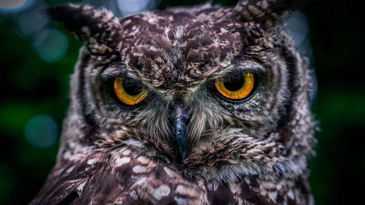 What It Means When an Owl Appears Near Your House Repeatedly