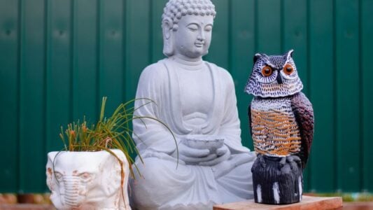 What It Means When an Owl Appears Near Your House Repeatedly