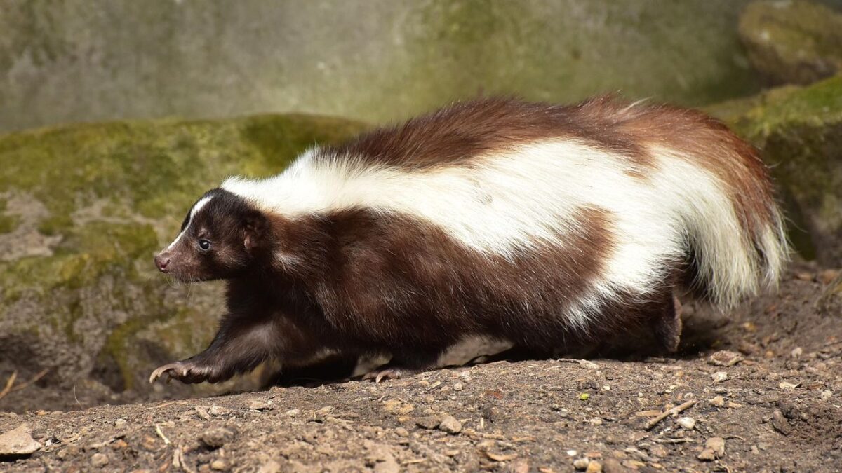10 Strange Facts About Skunks That Explain Why They’re So Misunderstood
