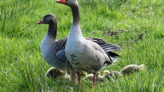 12 Strange Behaviors Geese Show Before Sudden Weather Changes