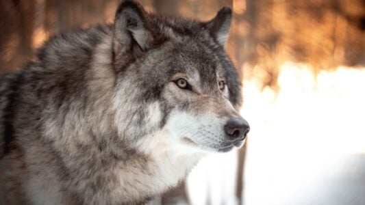 Science Says Wolves That Are Rejected by Their Pack Develop Stress Hormones Mirroring What Humans Experience During Social Isolation