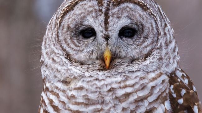 10 Strange Sounds Owls Make at Night (And What They Usually Mean)