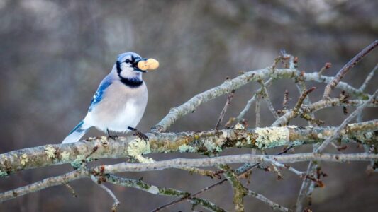 What It Means When a Blue Jay Appears in Your Yard Every Morning (According to American Folklore)