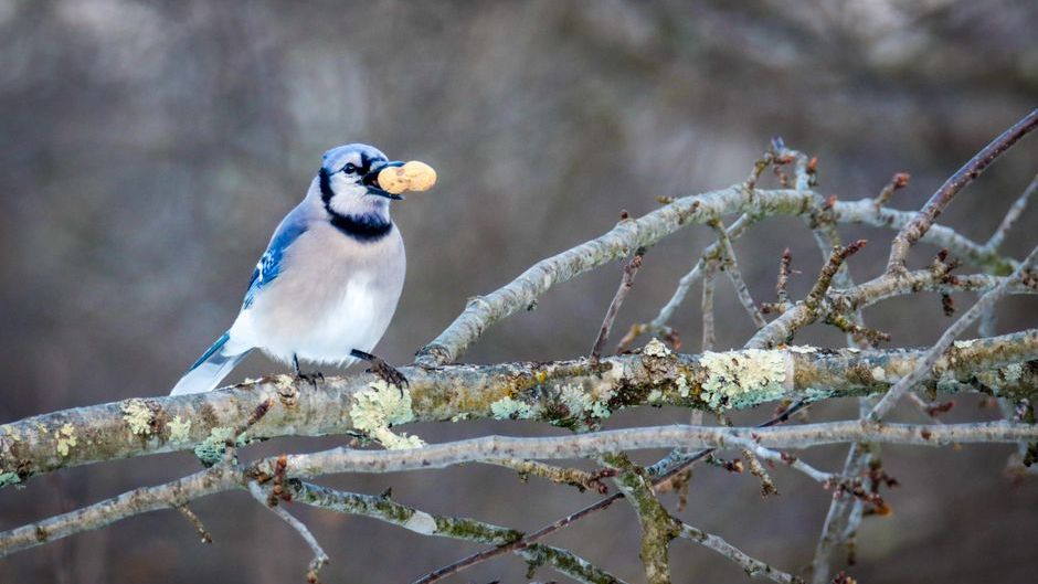 What It Means When a Blue Jay Appears in Your Yard Every Morning (According to American Folklore)