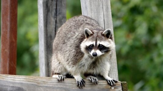 What It Means When a Raccoon Keeps Visiting the Same Backyard at Night