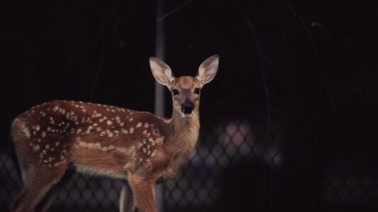 Why Deer Freeze and Stare at Houses Late at Night