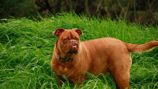 14 Dog Breeds Boarding Kennel Owners Quietly Stopped Accepting No Matter How Much Owners Pay