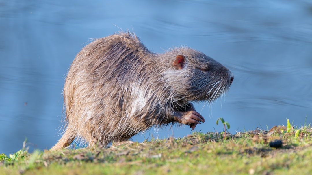 10 Strange Facts About Groundhogs That Go Far Beyond Weather Predictions