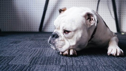 14 Dog Breeds Shelter Workers Say Break Every Foster Carer’s Heart Because Nobody Comes for Them