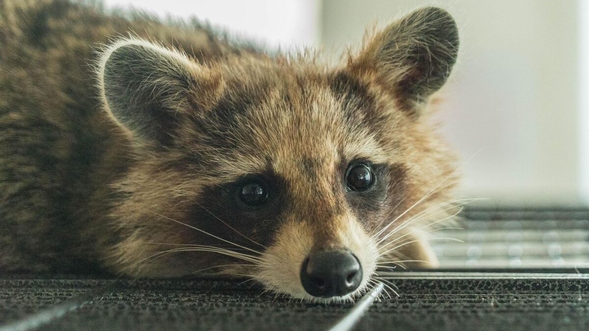 11 Ways Raccoons Secretly Outsmart Backyard Security Measures
