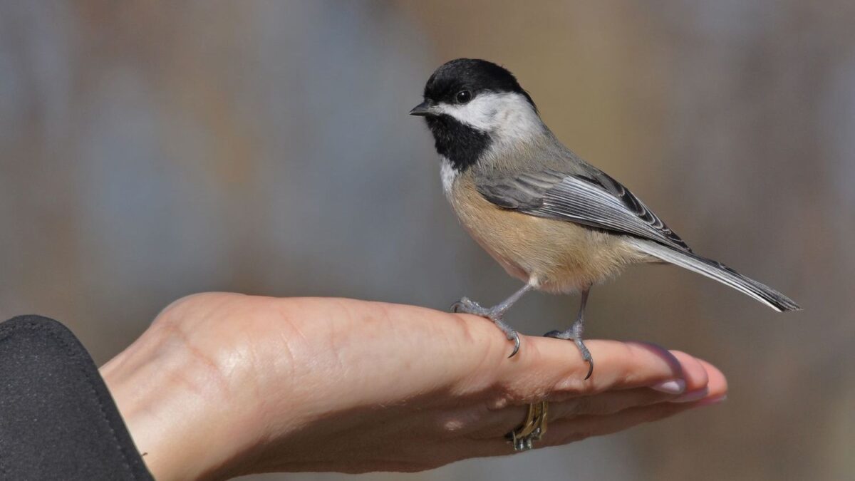 11 Things Chickadees Do That Reveal They’re Smarter Than They Look