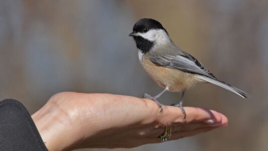 11 Things Chickadees Do That Reveal They’re Smarter Than They Look