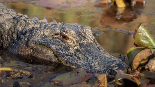 Which Reptile Matches Your Zodiac Personality