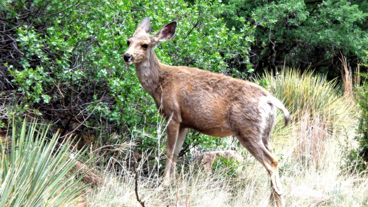 What It Means When You Keep Seeing Deer In Your Neighborhood During The Day