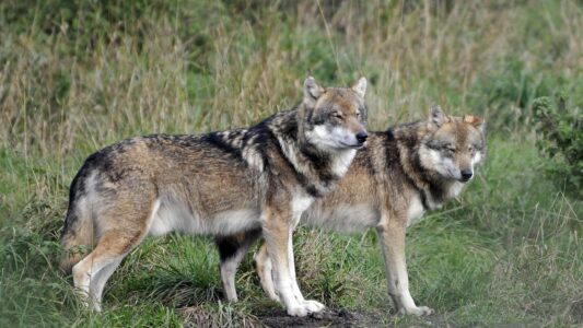 8 States With the Highest Wolf Populations in America