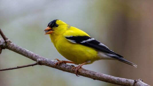 12 Backyard Birds That Quietly Predict Rain Before It Arrives
