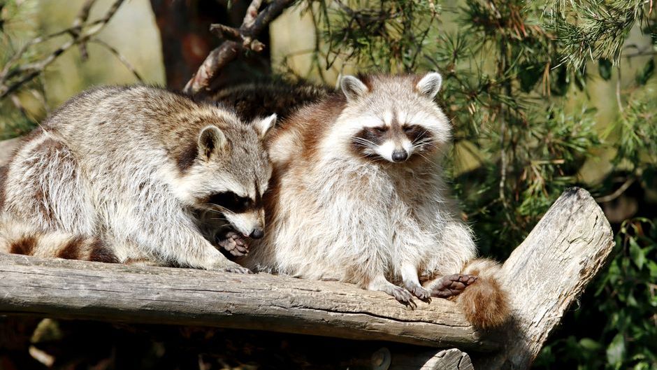 What It Means When a Raccoon Appears on Your Porch Every Night