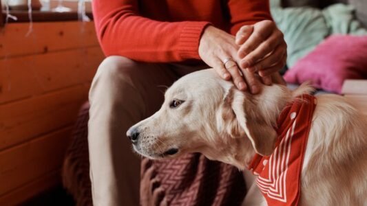 Psychology Says People Who Prefer Dogs Over Cats Often Share These Common Traits
