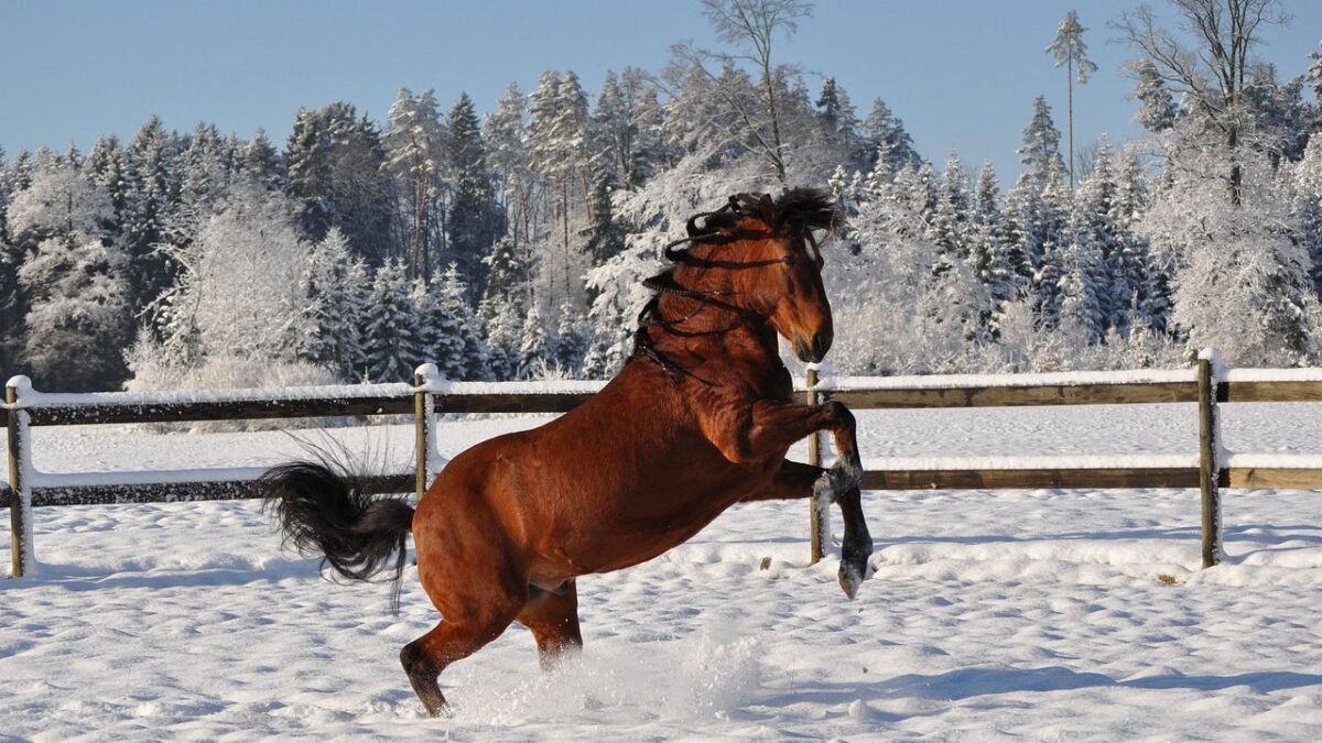 13 Horse Breeds Rescue Centers Say Are Breaking Their Hearts to Take In Because Nobody Wants Them