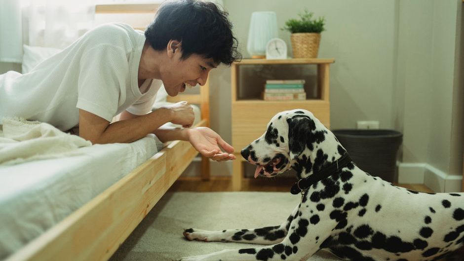 13 Things You'll Only Understand About Your Dog Differently After They're Gone