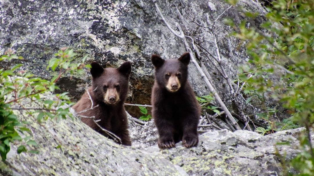 13 Wild Animals That Choose a Single Person and Refuse to Bond With Anyone Else