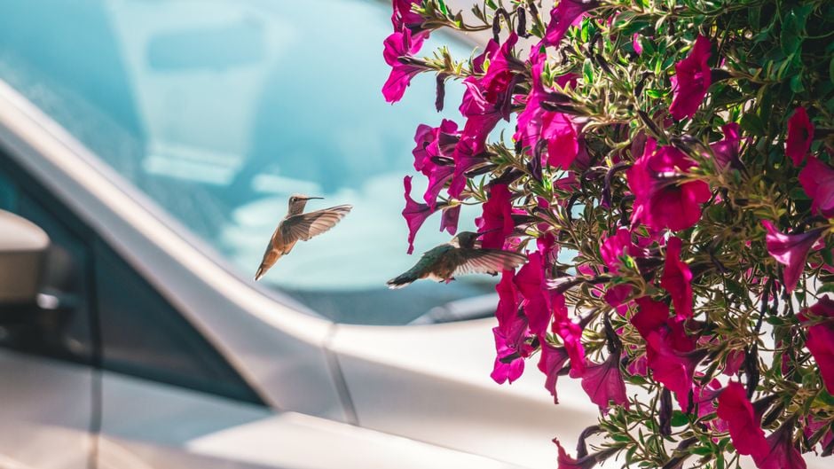13 Bizarre Things Hummingbirds Do in August That Most Gardeners Completely Miss