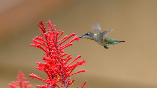 Why Hummingbirds Keep Returning to the Exact Same Spot Every Year