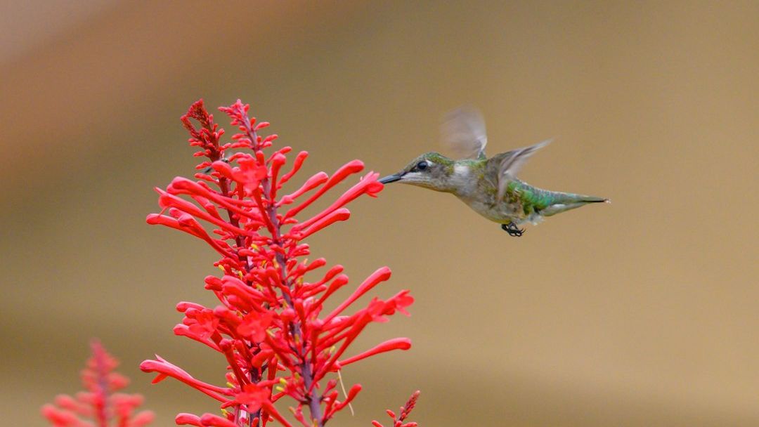 Why Hummingbirds Keep Returning to the Exact Same Spot Every Year