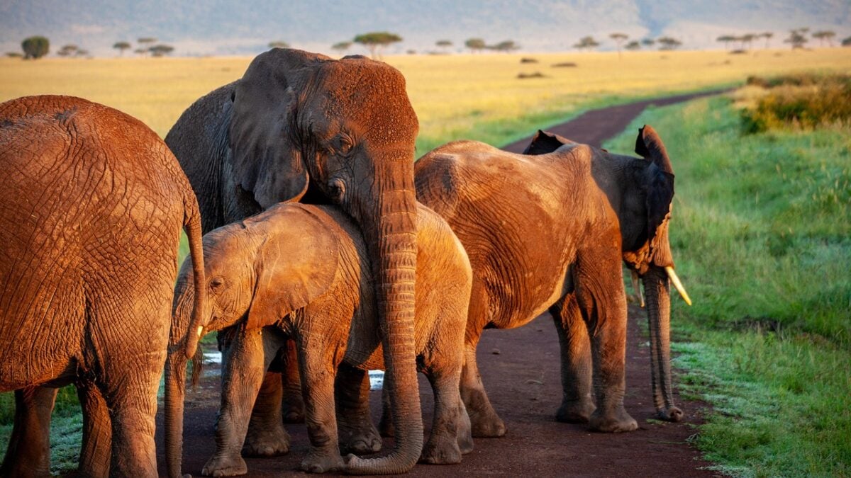 Could Elephants Be More Empathetic Than We Are? Science Thinks So