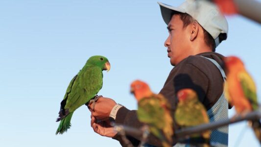 Psychology Says When a Parrot Repeats Words in an Empty Room With No One There to Perform For It’s Not Mimicry – It’s Something Closer to Practice and the Distinction Matters More Than It First Seems
