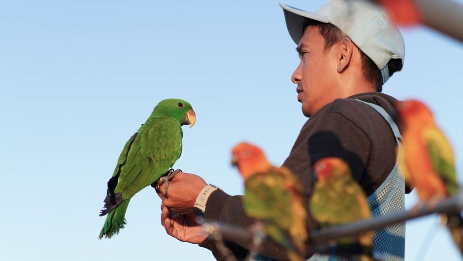 Psychology Says When a Parrot Repeats Words in an Empty Room With No One There to Perform For It's Not Mimicry - It's Something Closer to Practice and the Distinction Matters More Than It First Seems