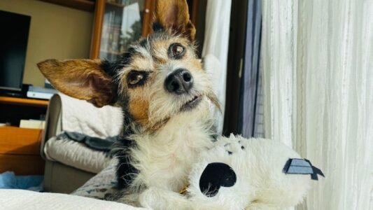 Neuroscience Says When a Dog Brings You a Toy When You&rsquo;re Upset It Isn&rsquo;t Looking for Play &ndash; Something in Its Brain Detected a Shift in Your Emotional Chemistry That You Hadn&rsquo;t Fully Registered Yourself