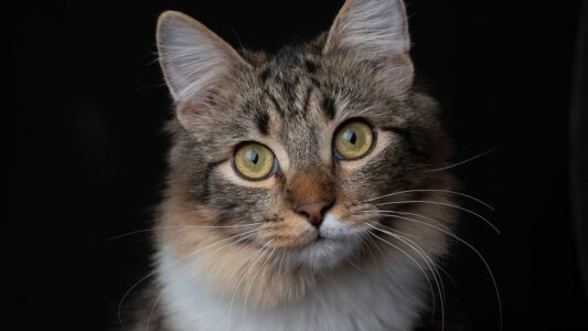The Spooky Reason Your Cat Stares Into Dark Corners – What They Are Actually Seeing!