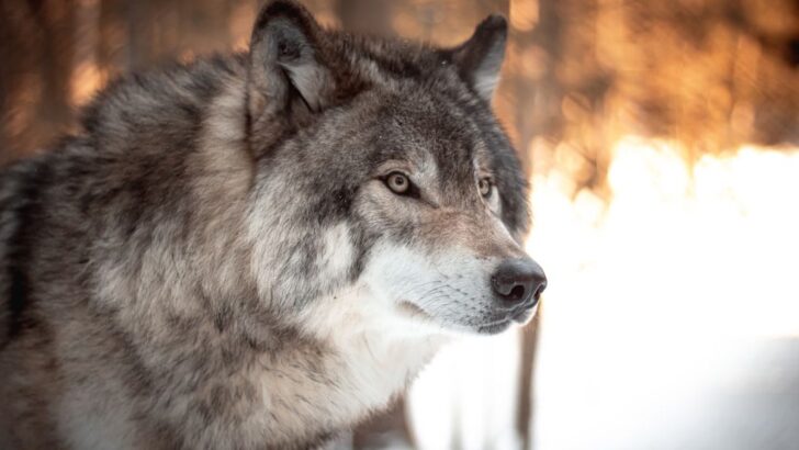 What It Means When You Hear Wolves Howling Near Rural Communities