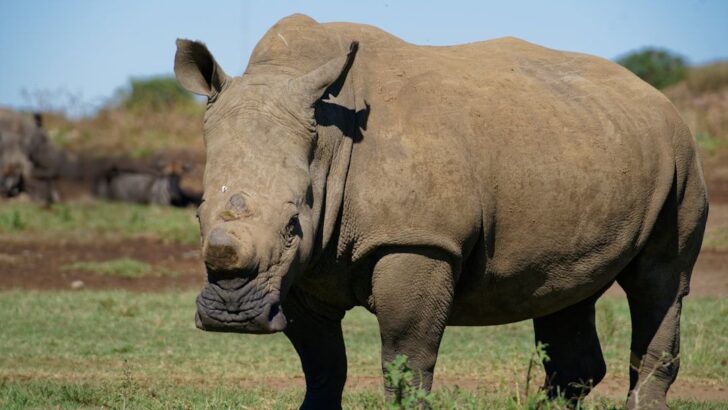 15 Endangered Animals on the Brink &ndash; And What Science Says Could Save Them