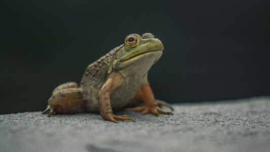 What It Means When Frogs Suddenly Go Silent at Night