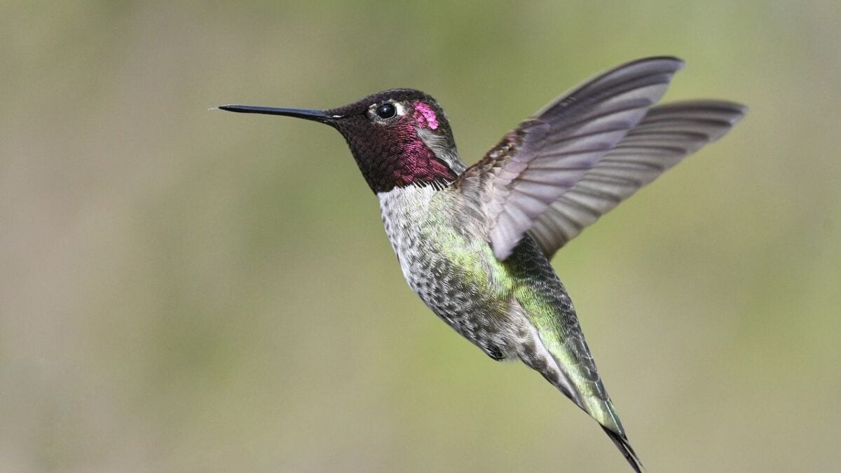 11 Strange Things Hummingbirds Do Every Summer That Experienced Gardeners Finally Understand