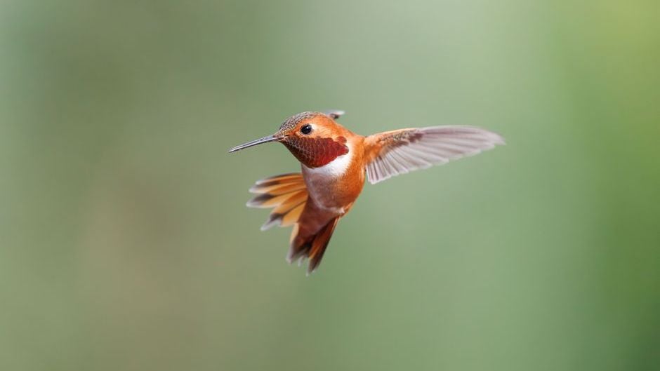 14 Bizarre Hummingbird Behaviours in Your Garden That Mean Something Completely Different to What You Think