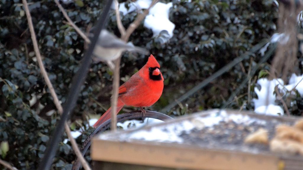 14 Things Backyard Birders Say Are Driving Cardinals Away - And Most Homeowners Never Realise It