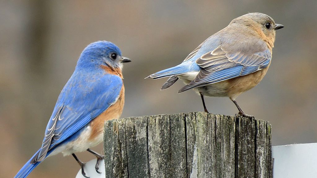 11 Things Bluebird Experts Say Will Bring Bluebirds Back to Any Yard - Most People Never Try
